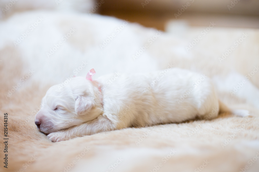 Portrait of one week old maremma puppy sleeping on the cow's fur. Sweet white pup looks like a bear Portrait of one week old maremma puppy sleeping on the cow's fur. Sweet white pup looks like a bear
