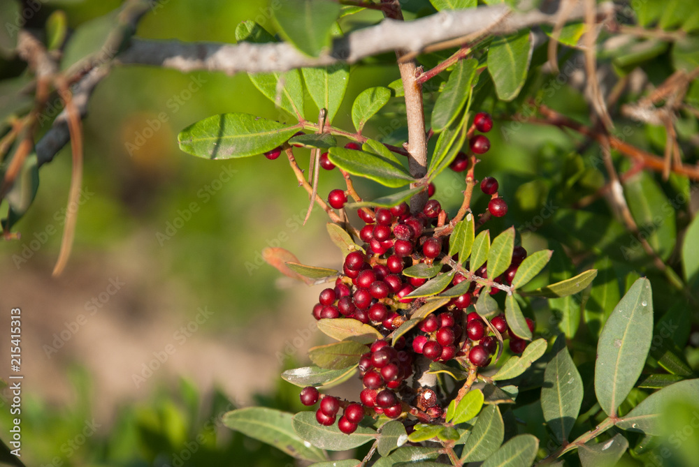 Wild red berry in the forest. Nature background. Wild red berry in the forest. Nature background.