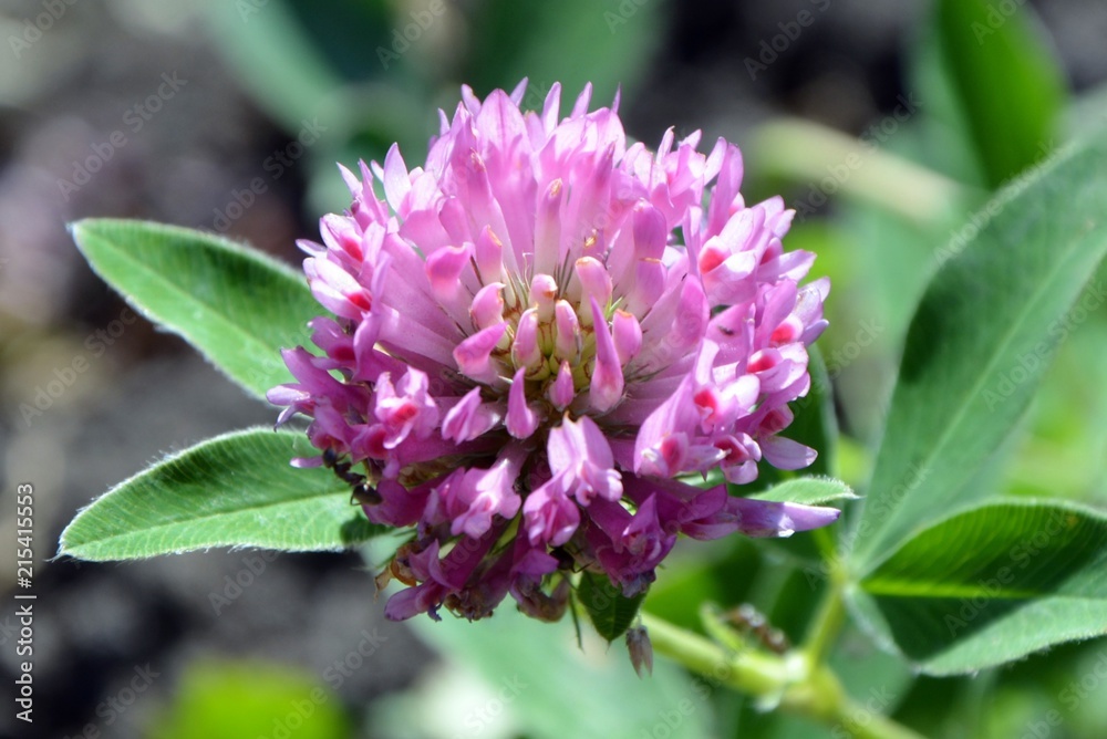 Clover wild flower and medicinal plant close-up. Clover wild flower and medicinal plant close-up.