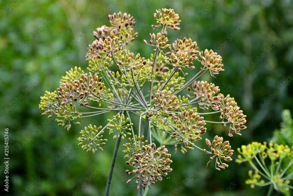 Inflorescence umbrella dill closeup on the background of the garden. Inflorescence umbrella dill closeup on the background of the garden.