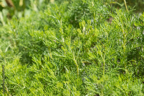 Artemisia abrotanum, known as lad’s love, plant famous for it’s strong scent thanks to volatile oil in the leaves, used for herbal teas or as culinary herb, seen in Viote botanic garden in Italy photo