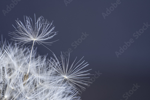 dandelion flower  white fluffy on a black background  fly with seeds