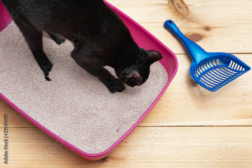 cat litter box