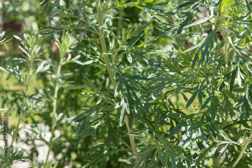 Artemisia absinthium, known as grand wormwood, herbaceous plant grown as ornamental plant, traditionally used to flavour wines and spirits, used in folk herbal medicine, native to Europe