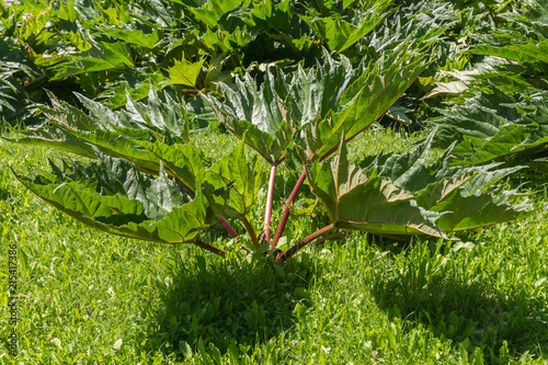 Fotografia Rheum palmatum, known as rhubarb, with red stalks and big green leaves growing i