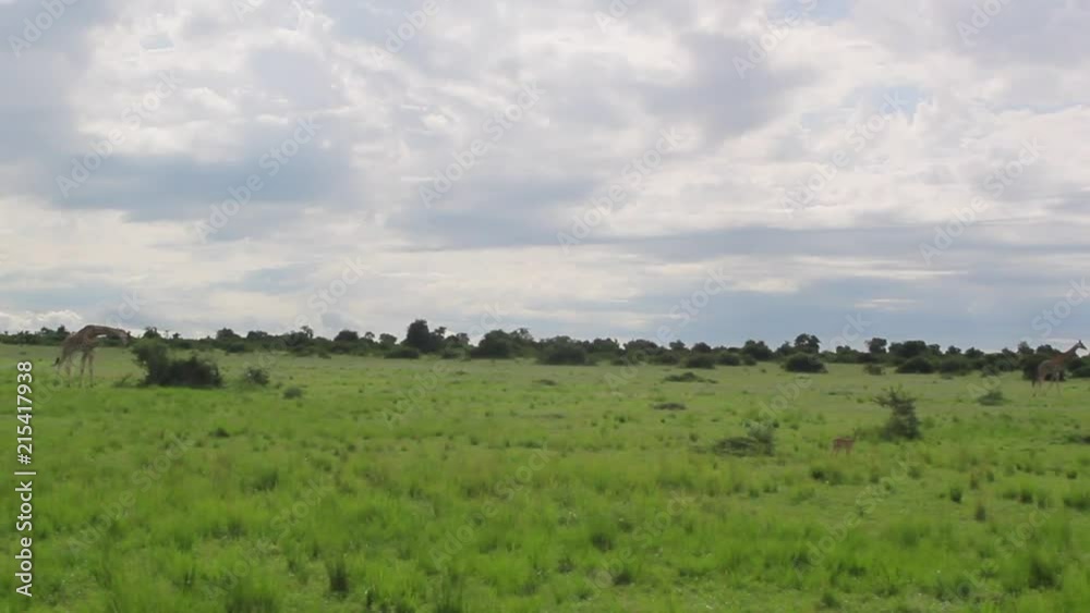 Giraffes in Uganda wild in field Giraffes in Uganda wild in field