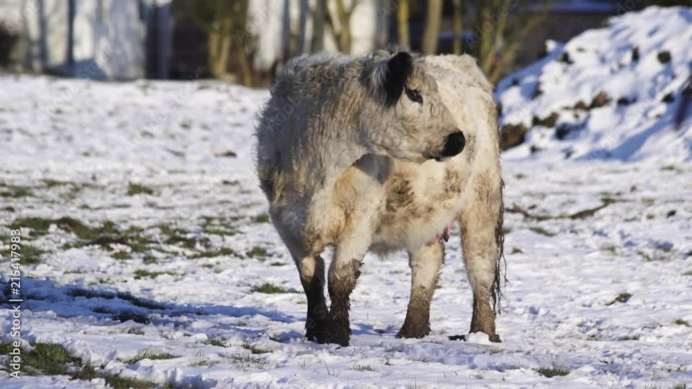 A white curious Scottish highland cow in a snowy field walking to a fence. A white curious Scottish highland cow in a snowy field walking to a fence.