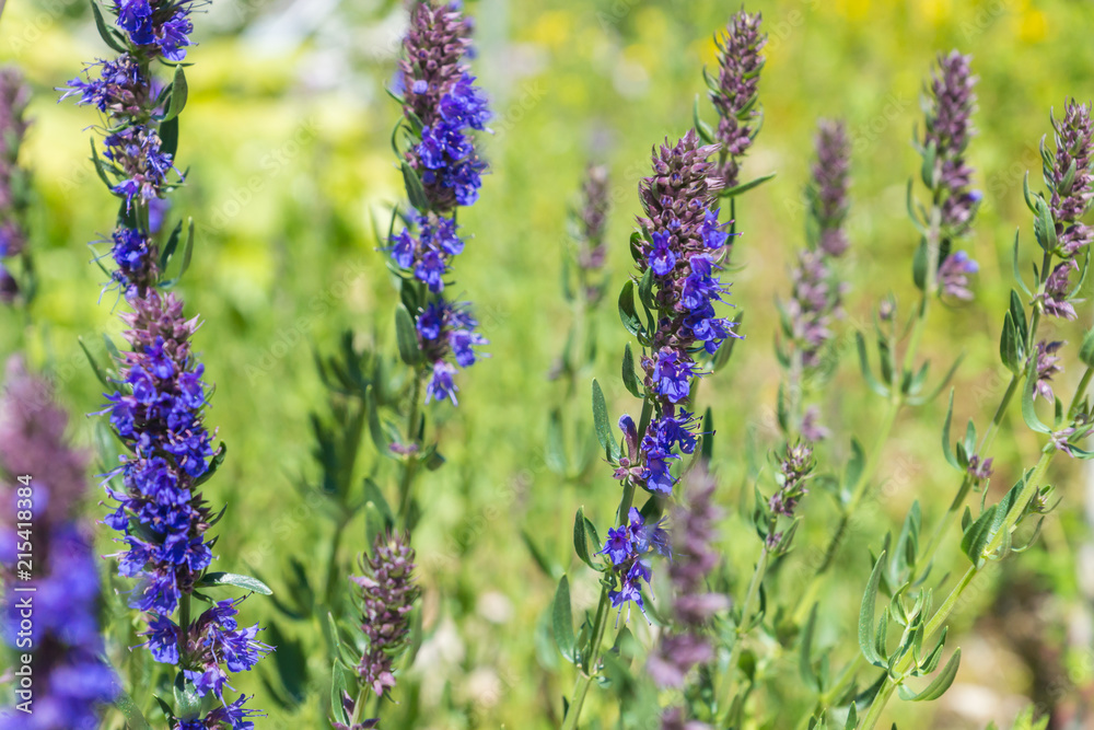 Fototapeta premium Hyssopus officinalis, known as hyssop, a herbaceous flowering plant used in traditional herbal medicine and culinary, as well by beekeepers to produce rich aromatic honey
