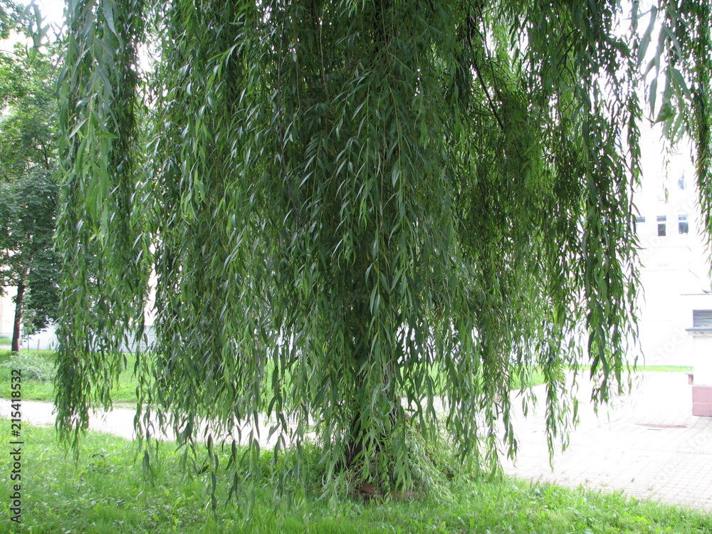 Obraz premium tree