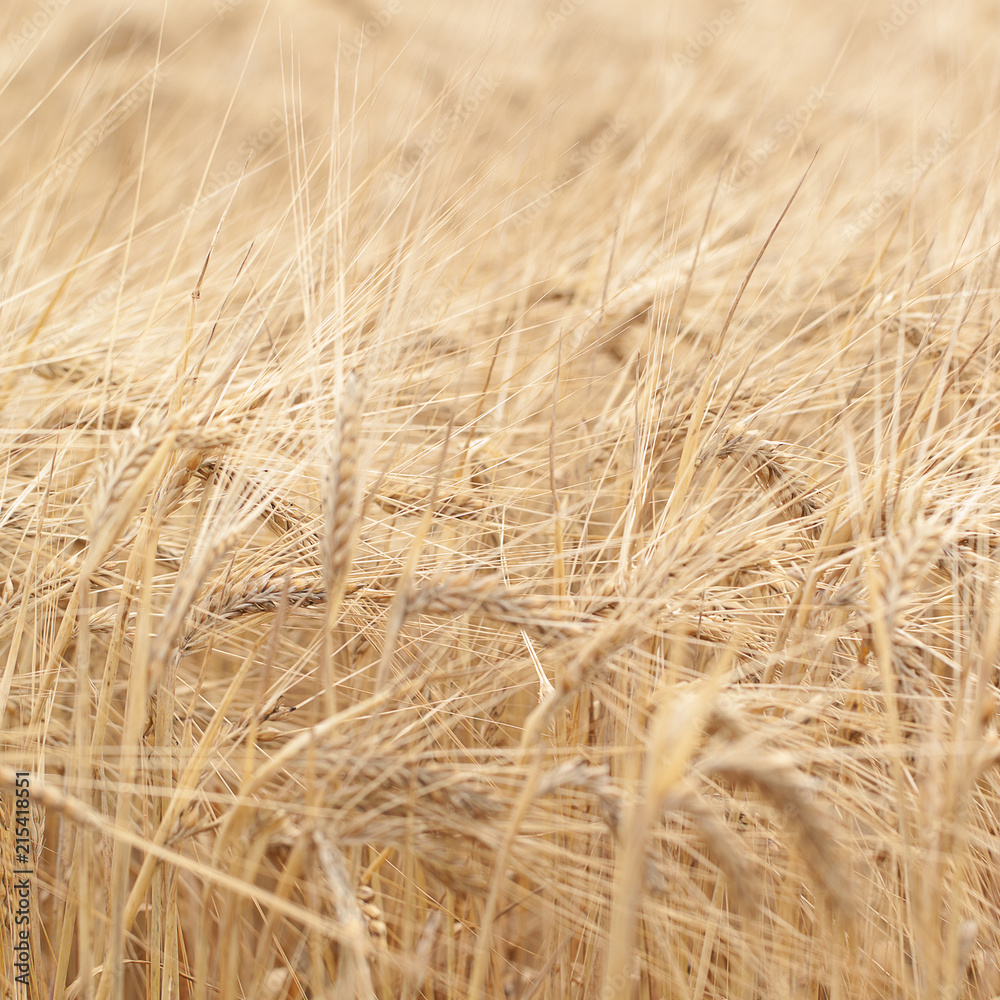 golden ears of rye in the field golden ears of rye in the field