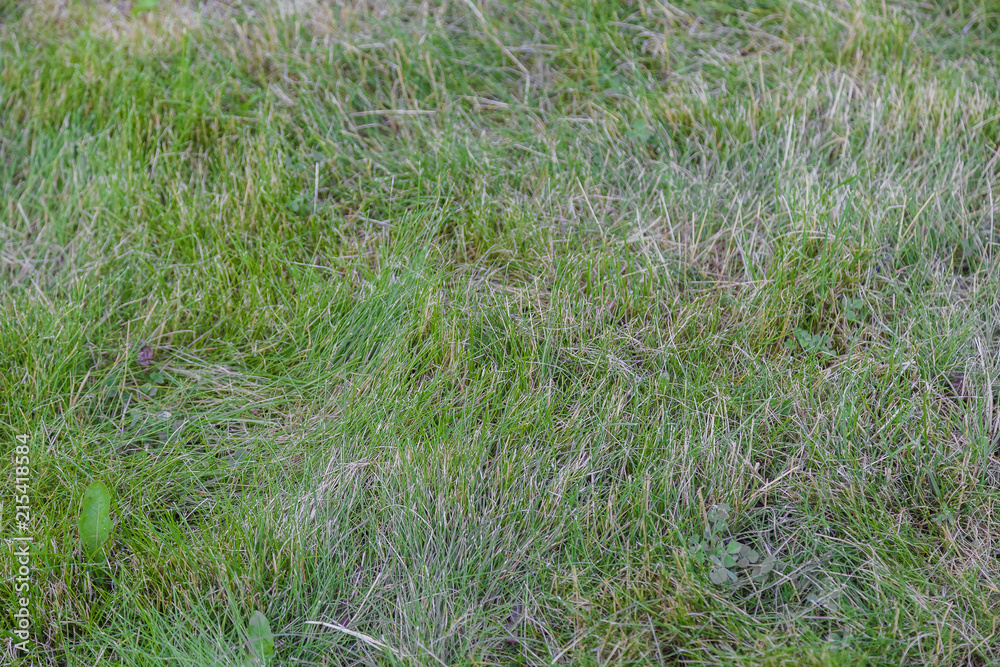 Botany green nature grass background garden field. Botany green nature grass background garden field.