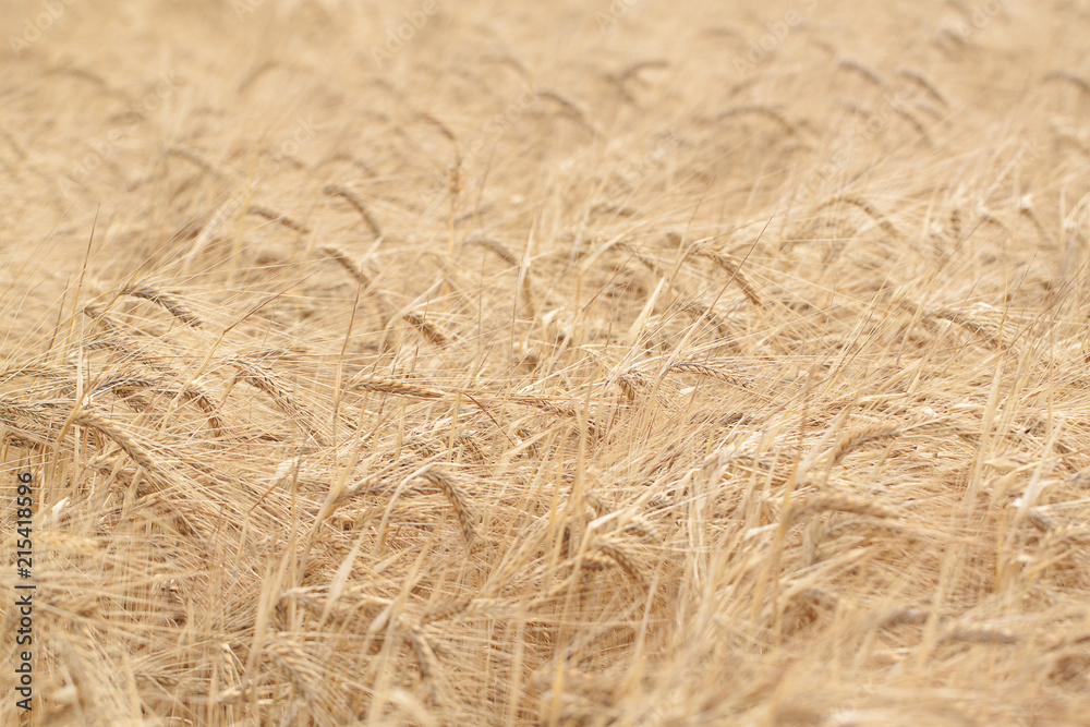 ears of rye in the field ears of rye in the field