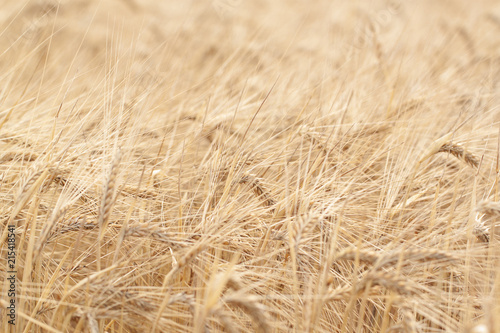 golden ears of rye in the field