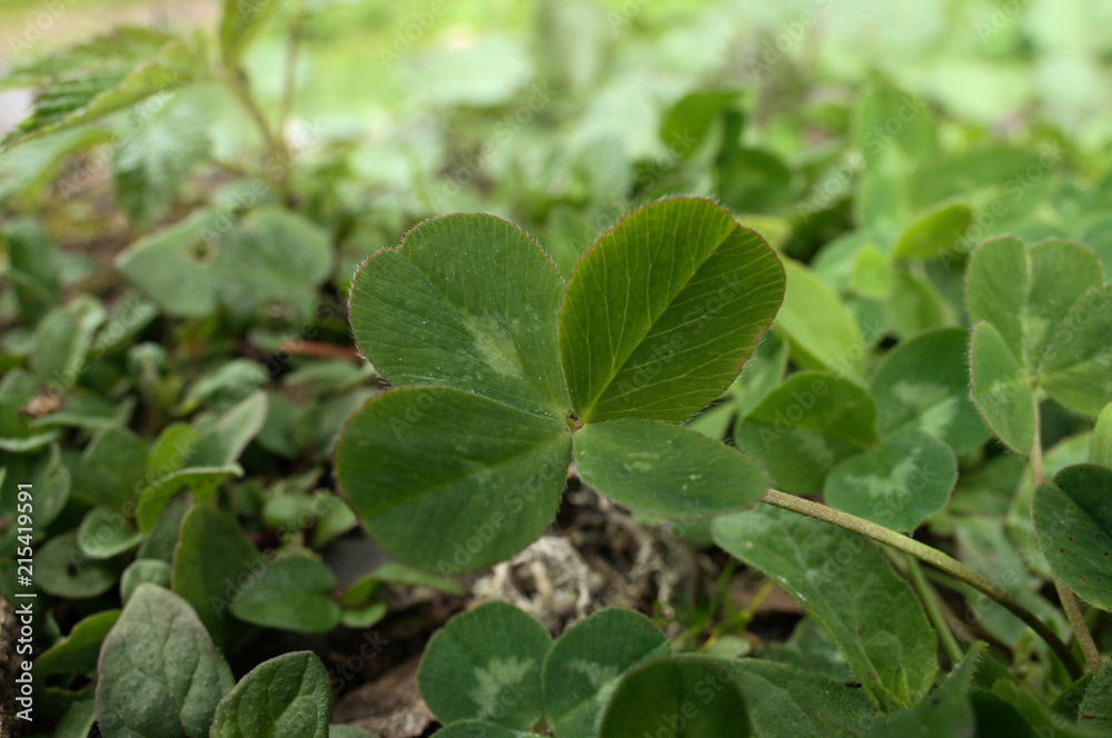 Four-leaved clover on Swiss lawn Four-leaved clover on Swiss lawn