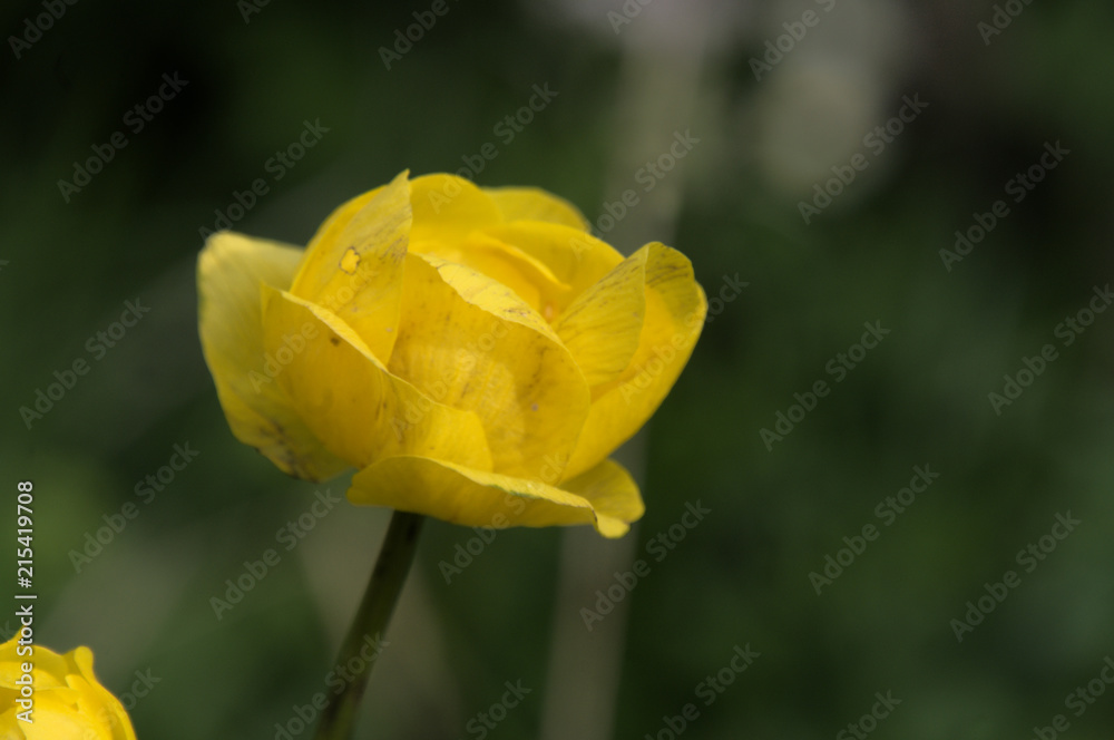 Fototapeta premium Trollius europaeus, alpine globeflower on Flumserberg, Swiss Alps