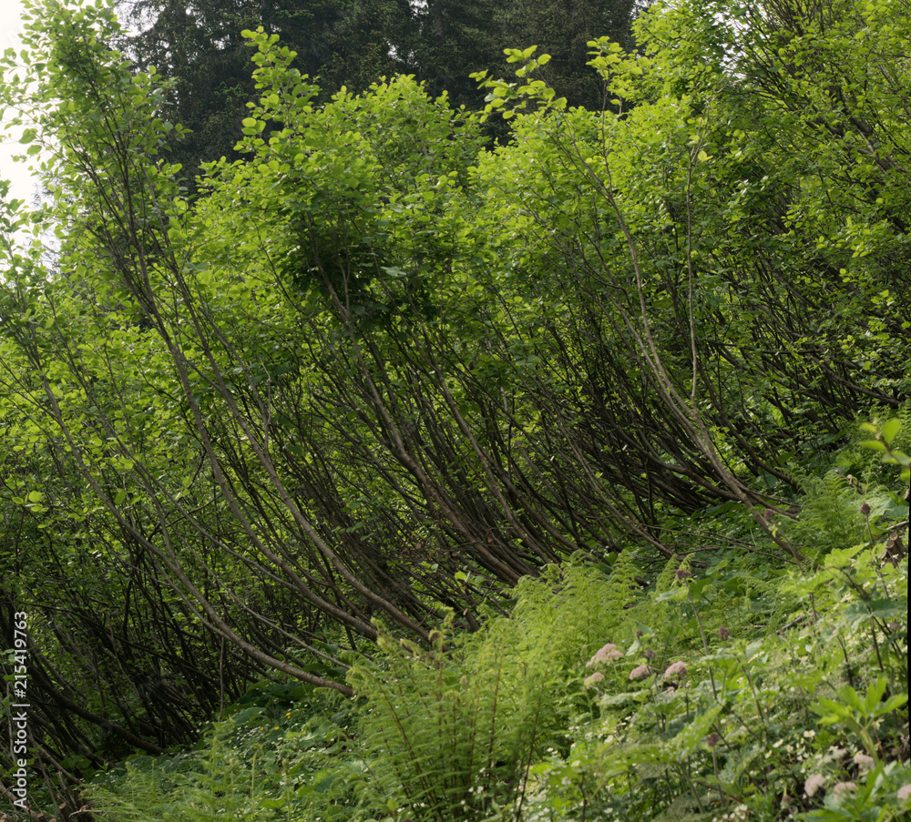 Obraz premium Forest of Saplings, Flumserberg, Swiss Alps