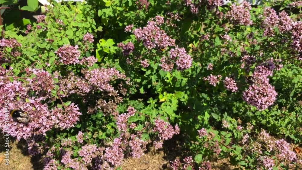Bumblebees on purple flowers with green leaves SLOW MOTION. Bumblebees on purple flowers with green leaves SLOW MOTION.