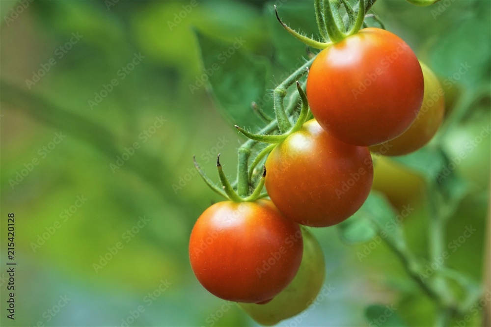 A bunch of Cherry Tomato both ripe and raw hanging on the vine ,soft garden background in the summertime GA USA.