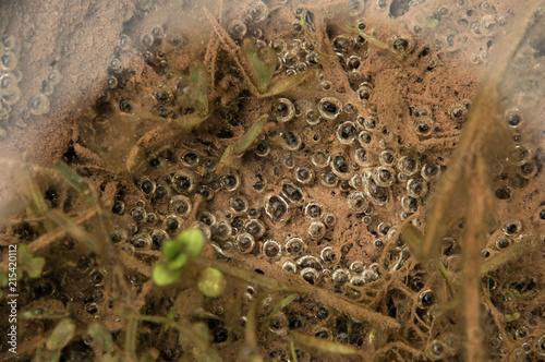 Gas evolution on floor of alpine lake