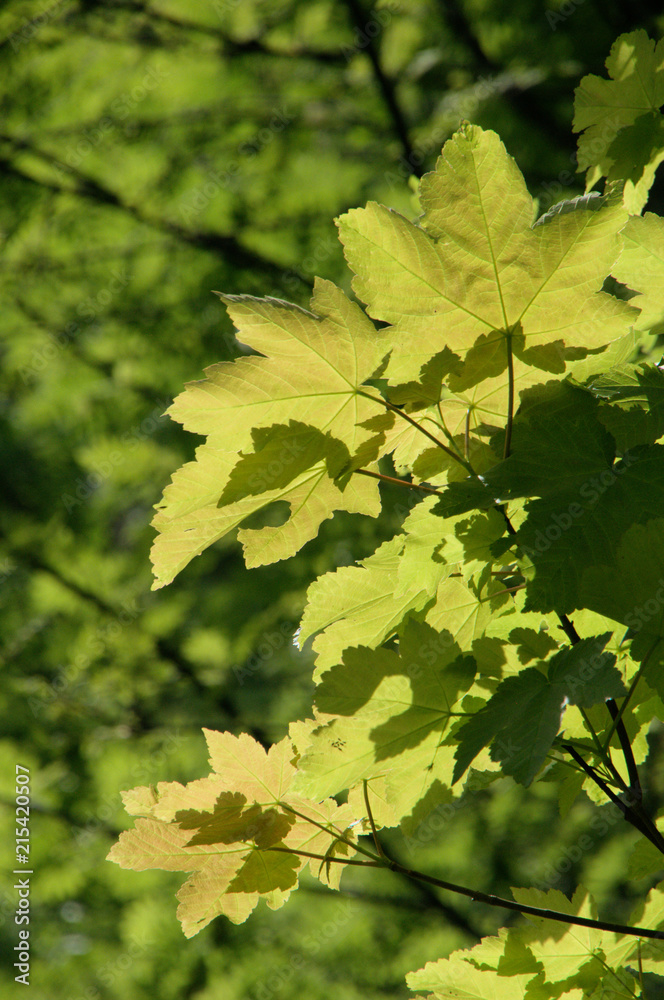 Fresh Maple Foliage on the Flumserberg Fresh Maple Foliage on the Flumserberg