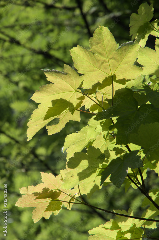 Fresh Maple Foliage on the Flumserberg Fresh Maple Foliage on the Flumserberg