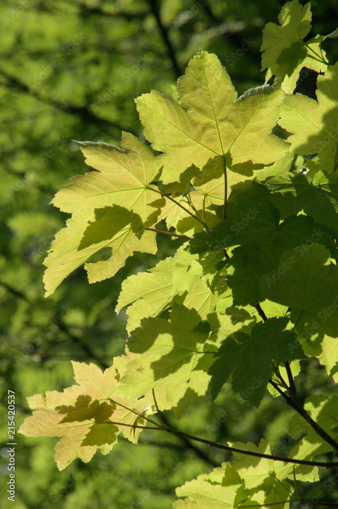 Fresh Maple Foliage on the Flumserberg Fresh Maple Foliage on the Flumserberg
