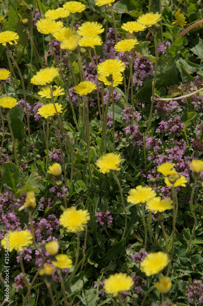 Alpine flowers on Flumserberg: Hawkbit and Thyme