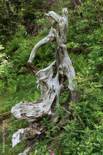 Tree stump on Flumserberg