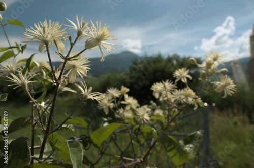 Wild Clematis flowering in industrial estate, Swiss Alps © elliottcb