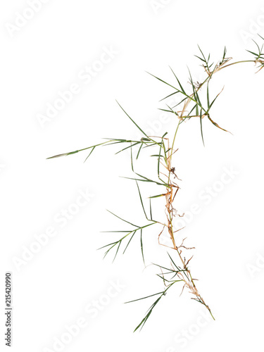 Couch aka twitch grass Elymus repens. invasive weed hated by gardeners. Isolated on white.