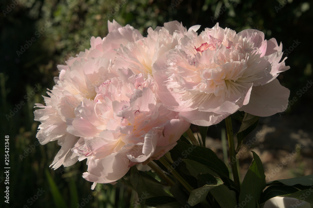 Peonies in Vase, Swiss garden table Peonies in Vase, Swiss garden table
