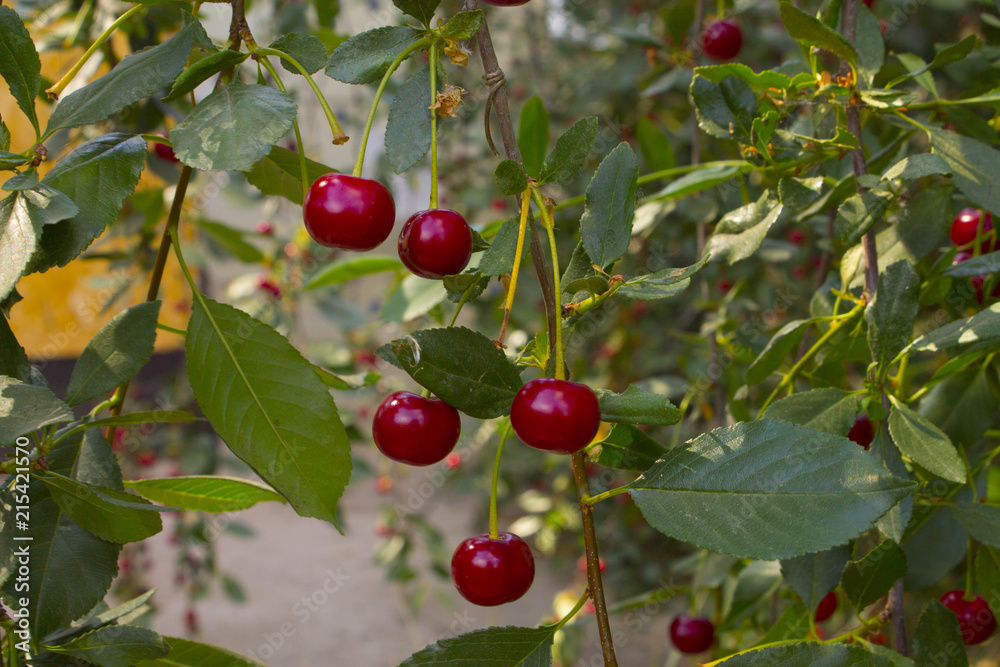 Ripe cherries on a branch Ripe cherries on a branch