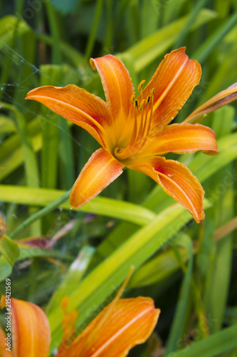 Flowers on a background of vegetation