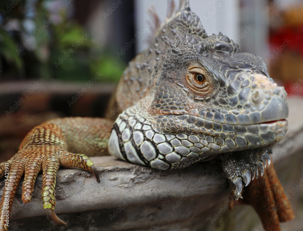 Green iguana pet. Close up on brown american iguana. Green iguana pet. Close up on brown american iguana.