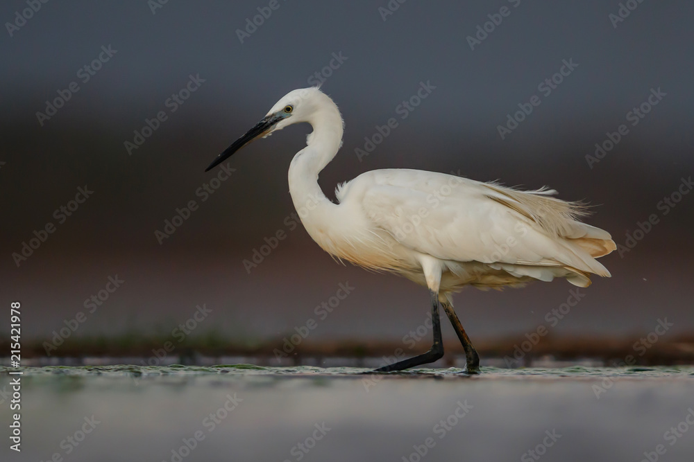 Little egret in the late afternoon wading in a waterhole in Zimanga Game Reserve in South Africa Little egret in the late afternoon wading in a waterhole in Zimanga Game Reserve in South Africa