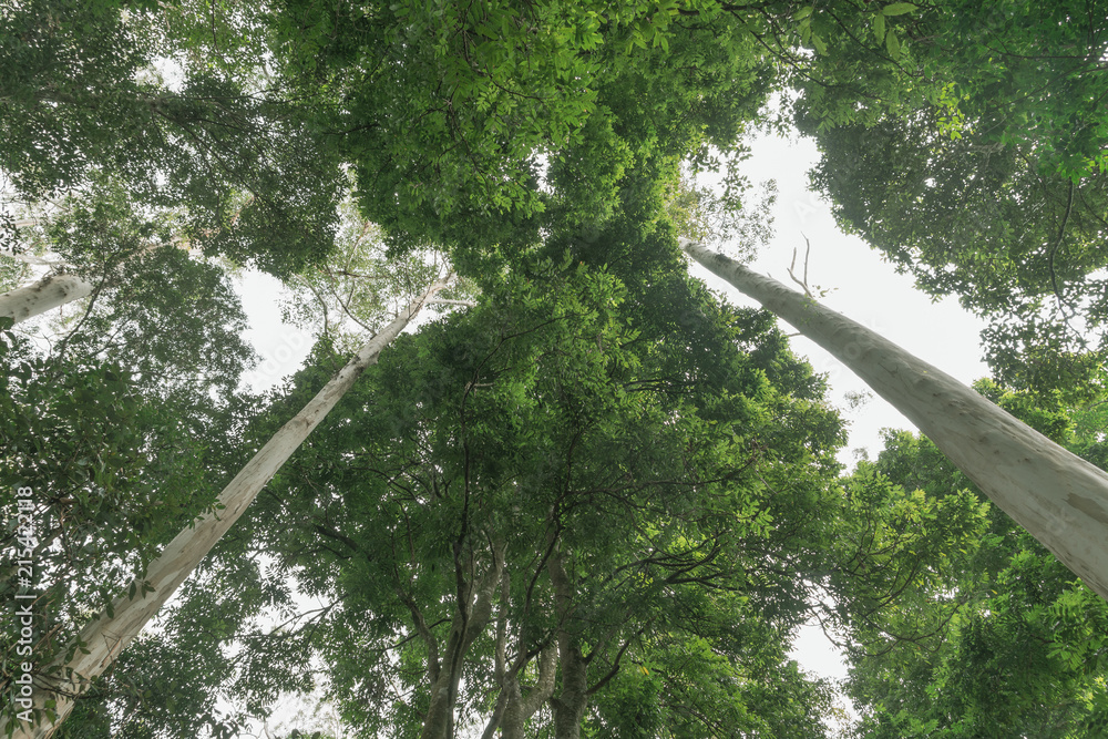 Fototapeta premium Rainforest canopy above converging lines of eucalyptus tree trunks