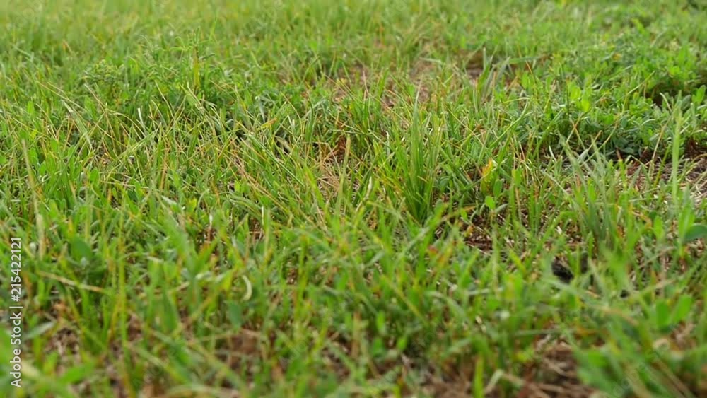Green grass in the Park in summer. The slow movement of the camera through blades of grass. Crop production and recreation.