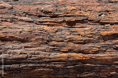 Petrified Wood Texture