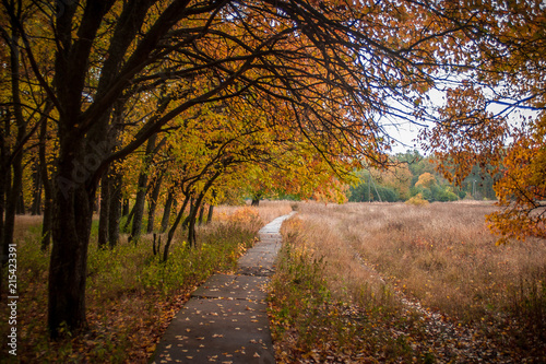 a concrete road through the autumn countryside