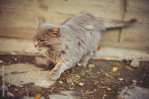 old cat basking in the autumn sun in a country house photo