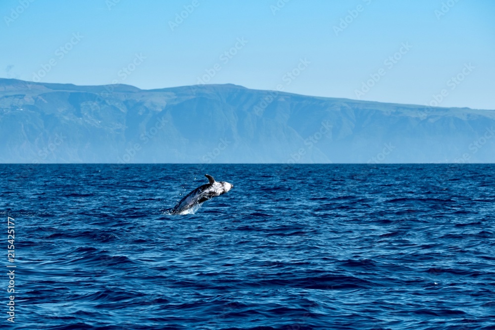 Fototapeta premium Risso's dolphin jumping near Pico Island 