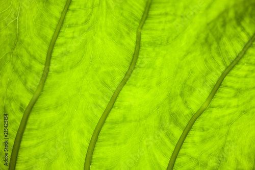 Картината върху платно Green leaf patterns taken with canon eos 1ds mark III macro lens 100mm 2
