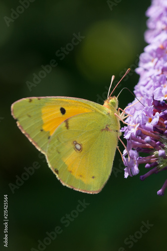Butterfly on violet flowers   Farfalla su fiori viola © Antonino Caldarella