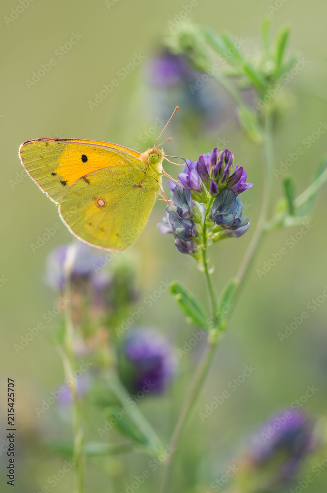 Fototapeta premium Butterfly on violet flowers | Farfalla su fiori viola