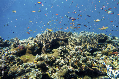 Wallpaper Mural Coral reef Torontodigital.ca