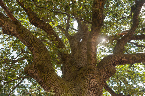 Sun shining through the oak tree crown
