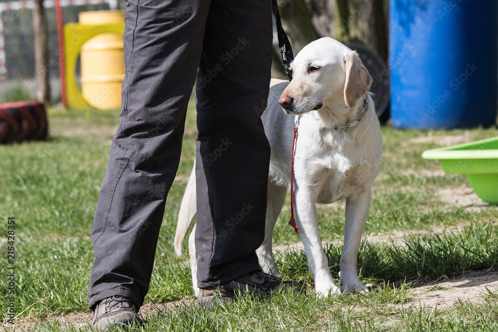 Portrait of a labrador dog living in belgium Portrait of a labrador dog living in belgium