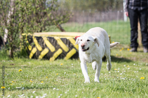 Portrait of a labrador dog living in belgium