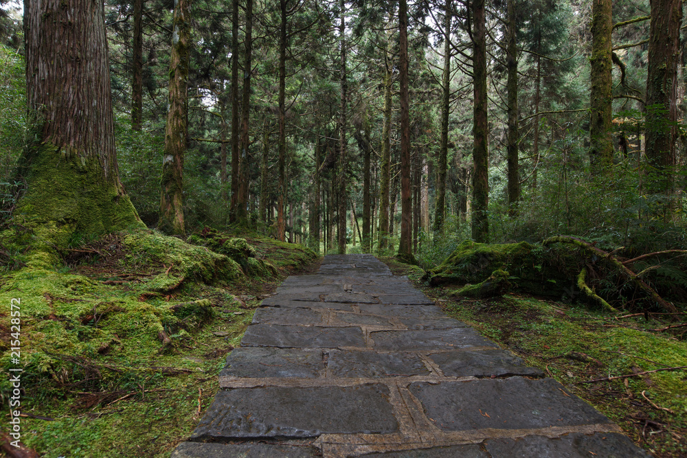 Ancient forest in Taiwan - Alishan national scenic area in in Chiayi County, southern Taiwan. Stone pathway through forest, mist and trees covered in green moss. Taiwan tourism and travel. Ancient forest in Taiwan - Alishan national scenic area in in Chiayi County, southern Taiwan. Stone pathway through forest, mist and trees covered in green moss. Taiwan tourism and travel.