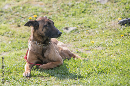 Portrait of a malinois dog living in belgium